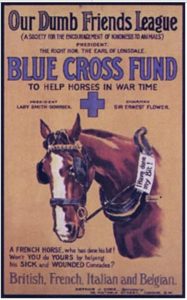 Croix bleu hôpitaux chevaux
